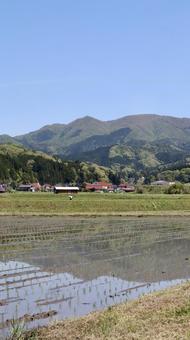 水田の山の風景 水田,田んぼ,田植えの写真素材