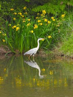 キショウブの花の前のアオサギ2 アオサギ,鳥,水鳥の写真素材
