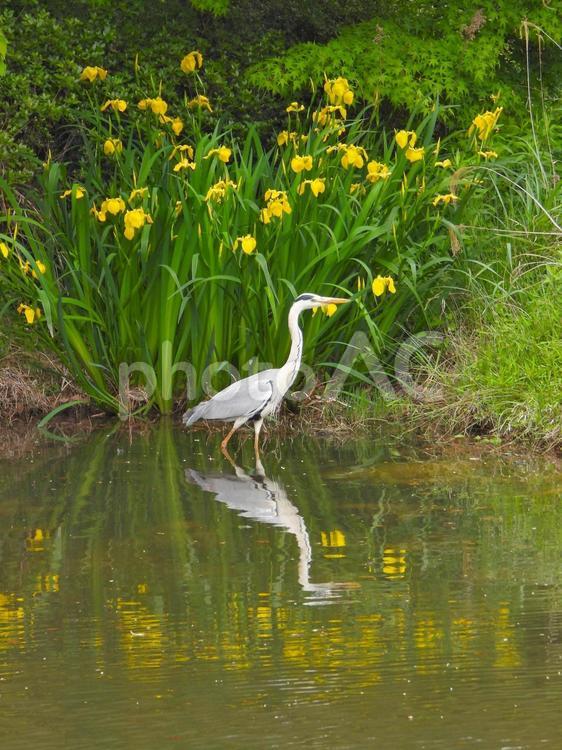 キショウブの花の前のアオサギ2 アオサギ,鳥,水鳥の写真素材