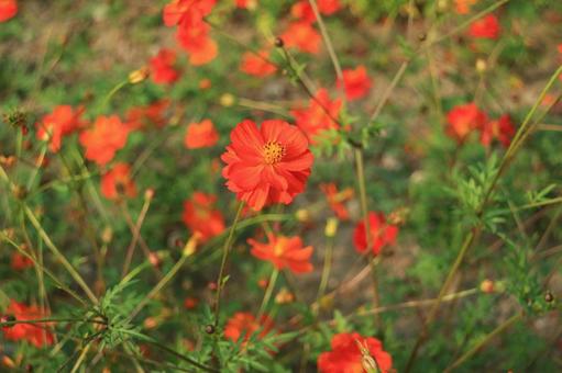 Yellow Cosmos, JPG Yellow Cosmos, JPG
