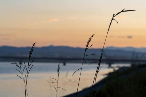 夕暮れのシルエット 夕暮れのシルエット 夕景,シルエット,草の写真素材