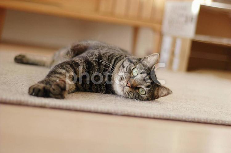 寝転がっている猫 キャット,アニマル,かわいいの写真素材