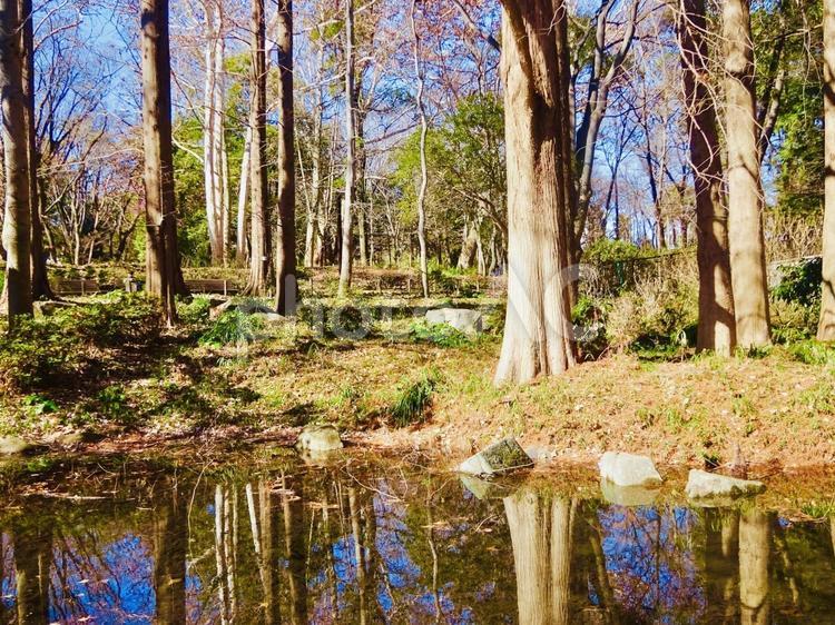 反射する池と林試の森公園 青空,空,木漏れ日の写真素材
