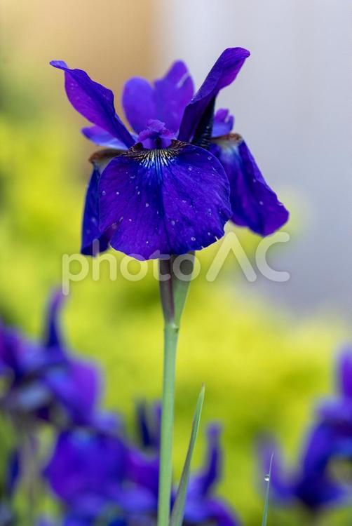 アヤメ　（菖蒲） アヤメ,花菖蒲,菖蒲の写真素材