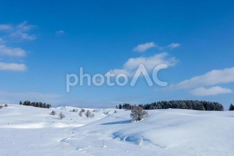 青空と樹々のある冬の丘 雪原,林,丘の写真素材