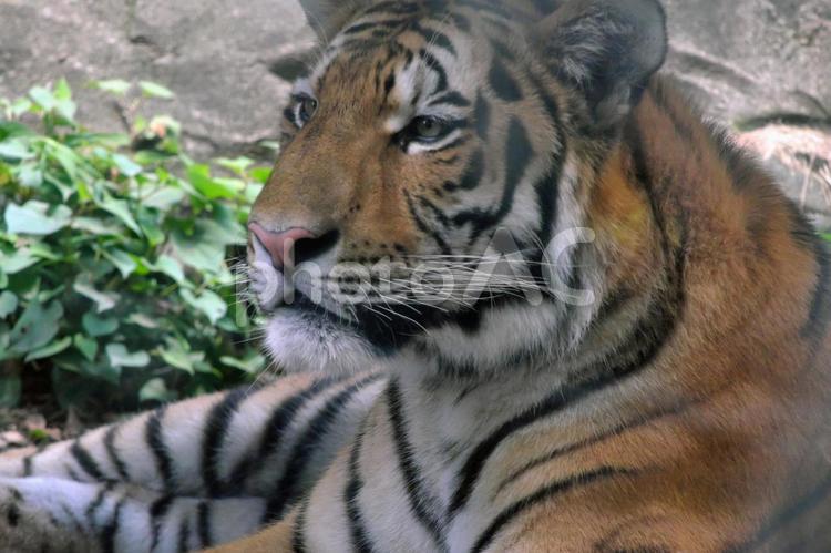 遠くを見るアムールトラ① アムールトラ,虎,ほぼねこの写真素材