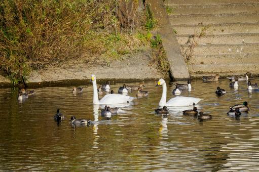 ハクチョウとオナガガモ⑵ 鳥,ハクチョウ,オナガガモの写真素材