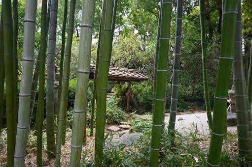 竹林 竹林の写真