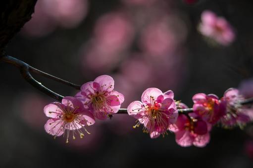 梅の花を万博記念公園の梅林で撮影 梅,梅林,万博記念公園の写真素材