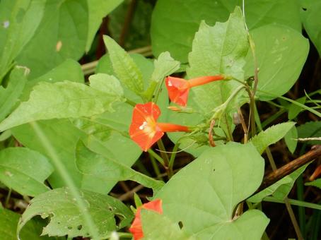 【花の写真】 マルバルコウソウ 【花の写真】 マルバルコウソウ マルバルコウソウ,丸葉縷紅草,花の写真素材