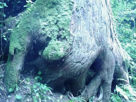 高尾山の巨木 高尾山の巨木 高尾山,木,根の写真素材