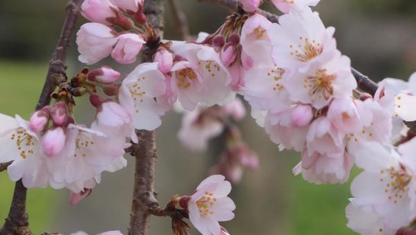 春の陽気に誘われて満開の桜の写真