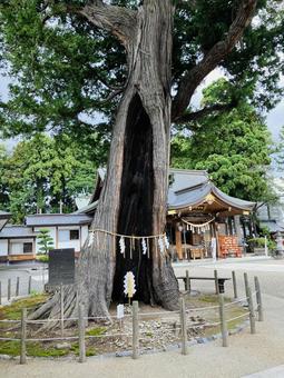 諏訪神社　御神木　サワラ 諏訪神社,岩手県北上市,神社の写真素材