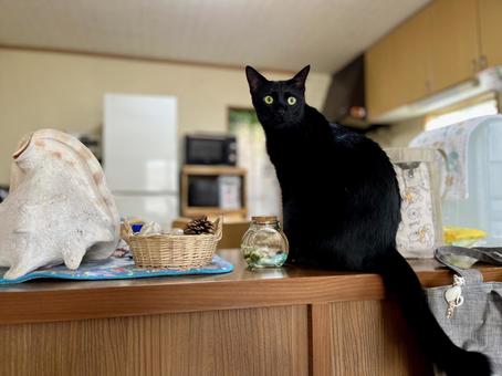 今日のロンちゃん 今日のロンちゃん ねこ,かわいい,ペットの写真素材