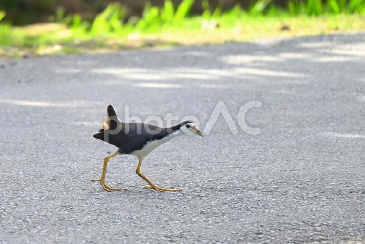 忍者のように歩くシロハラクイナ シロハラクイナ,バードウォッチング,野鳥の写真素材