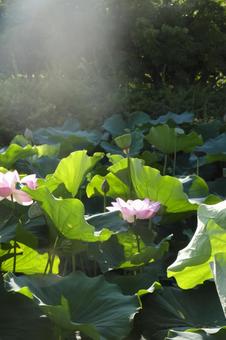 木漏れ日が差し込む蓮池の風景 木漏れ日が差し込む蓮池の風景 蓮,蓮の花,蓮池の写真素材