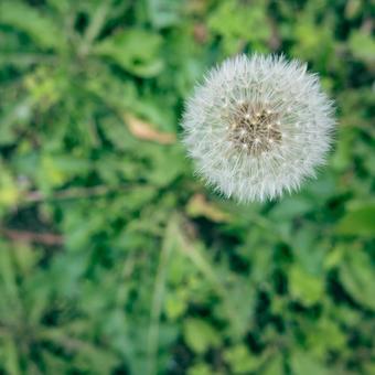 Dandelion fluff, JPG