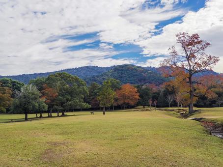 【奈良県】奈良市・奈良公園 奈良公園,鹿,奈良の写真素材