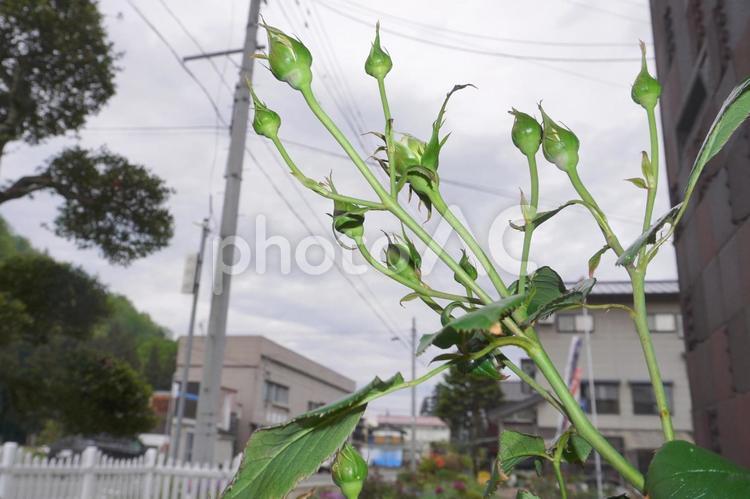 バラの蕾（房咲き）13 バラ,薔薇,房咲きの写真素材