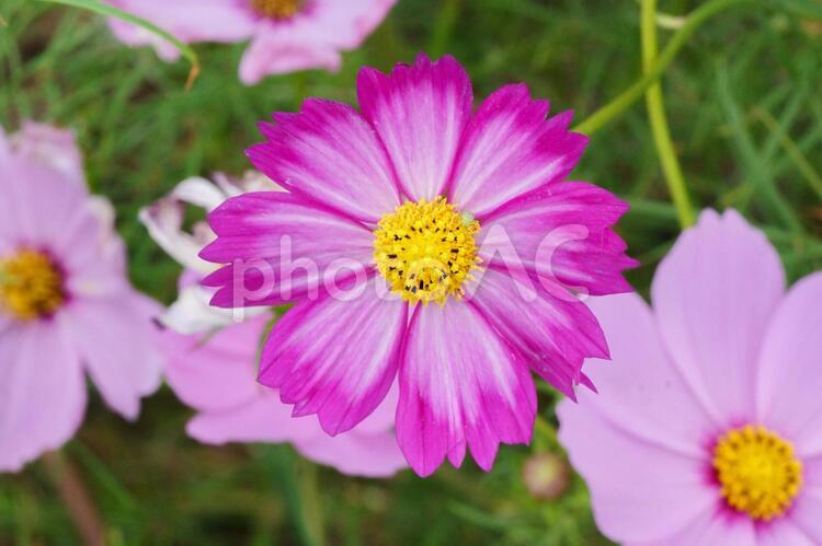 【花】形の整ったコスモス 自然,花,植物の写真素材