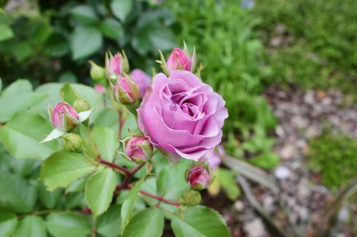 Purple Rose, JPG Purple Rose, JPG