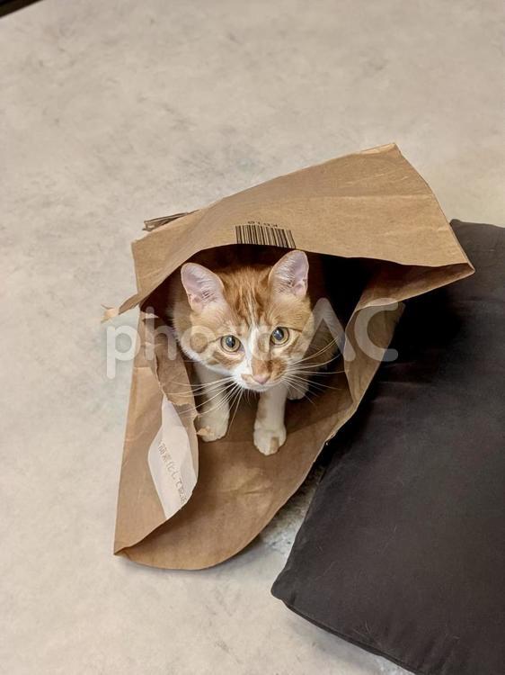 花見ちゃん　袋の中から ねこ,かわいい,ペットの写真素材