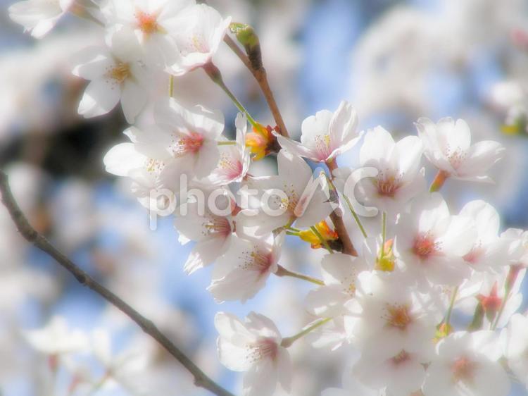 桜 桜,春うらら,春の写真素材