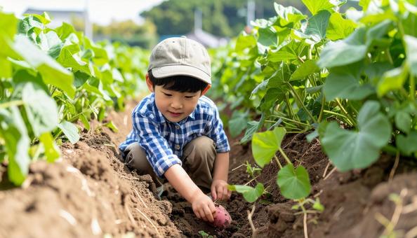 サツマイモ掘りをする子供 サツマイモ掘りをする子供の写真