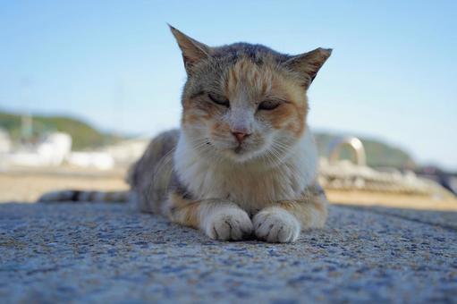 相島のネコちゃん ねこ,動物,猫島の写真素材