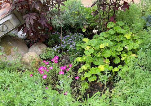 Photo, court, a flower, flowers and plants, 