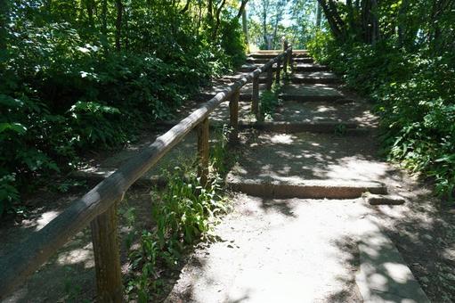 弥彦山登山道 弥彦山登山道の写真