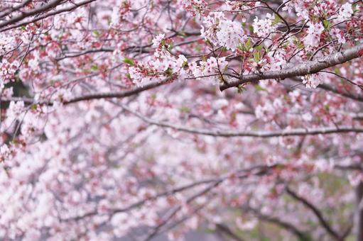 満開の美しい桜の花 満開の美しい桜の花の写真