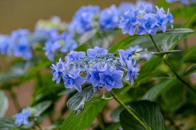 指扇アジサイまつり2025年 アジサイ,紫陽花,花の写真素材