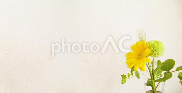 〈背景〉壁と黄色い花とグリーン 2 かわいい,きれい,さわやかの写真素材