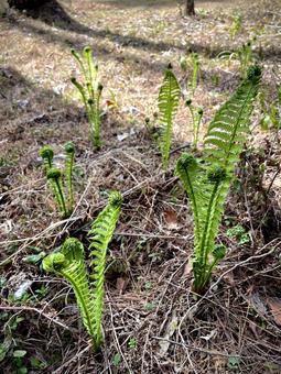 こごみ 07 こごみ,屈,コゴメの写真素材