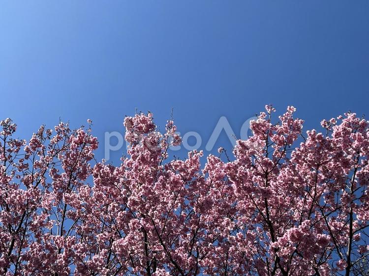 桜の風景 桜,4月,空の写真素材