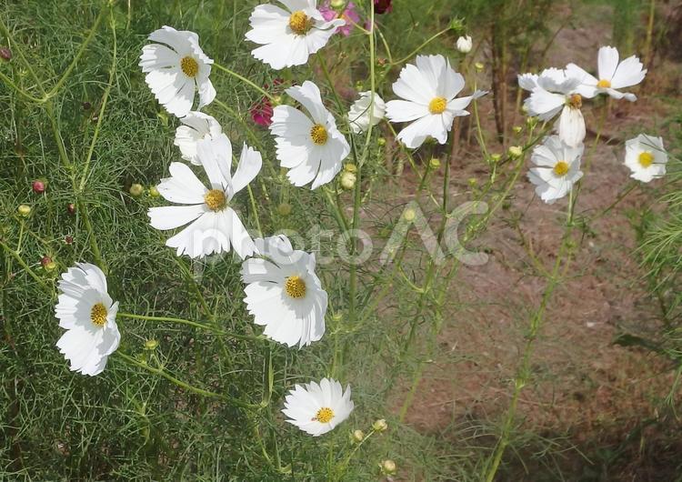 白いコスモス　複数 コスモス,白,花の写真素材