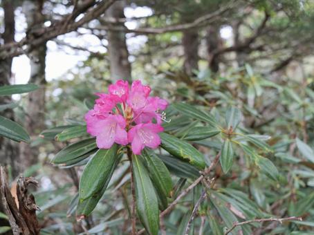 破風山のシャクナゲ 破風山のシャクナゲ 石楠花,しゃくなげ,シャクナゲの写真素材