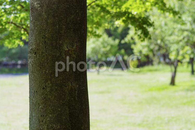 木陰と木の幹 新緑,樹木,木漏れ日の写真素材