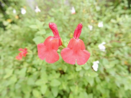 【花の写真】チェリーセージ 【花の写真】チェリーセージ チェリーセージ,シソ科,花の写真素材