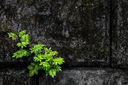 ブロックの隙間から生える山椒 ブロックの隙間から生える山椒の写真