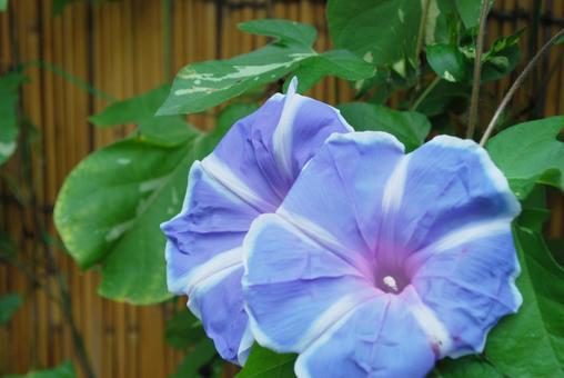 夫婦あさがお 夫婦あさがお 8月,風景,景色の写真素材