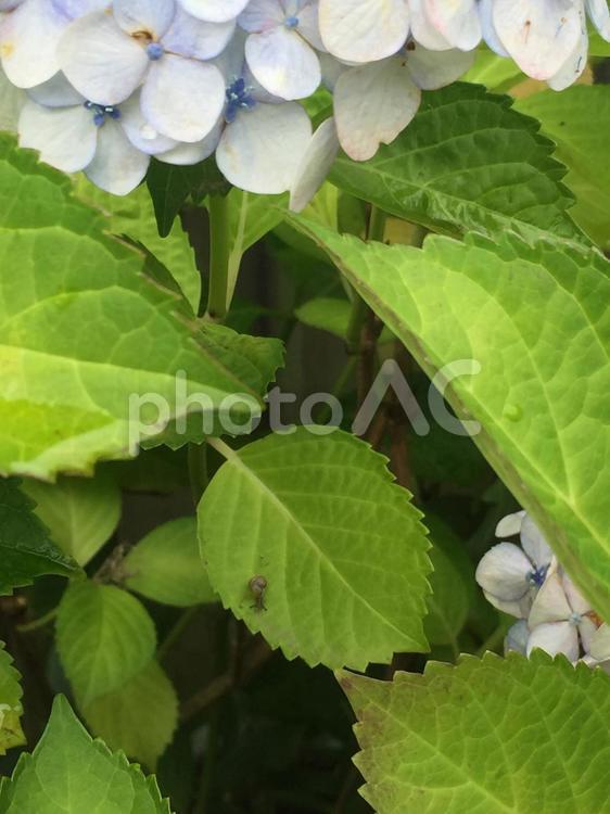 アジサイとカタツムリの赤ちゃん アジサイ,紫陽花,あじさいの写真素材