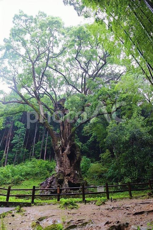神秘的な雰囲気を纏う、武雄の大楠 武雄の大楠,大楠,巨木の写真素材
