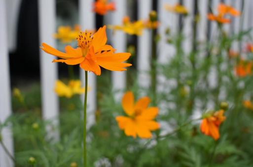 オレンジの花 オレンジの花の写真