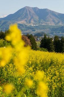 250504飯山市菜の花公園 250504飯山市菜の花公園の写真