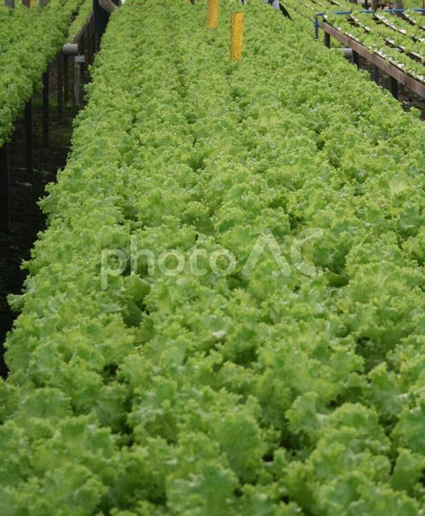 サンパウロ近郊で栽培されているレタス レタス,葉野菜,野菜の写真素材