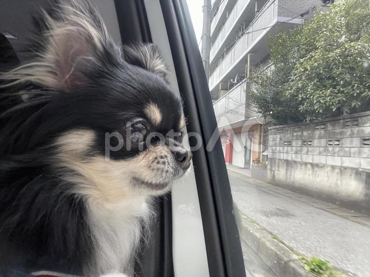 黒チワワ、車内の車窓から 犬,チワワ,ちわわの写真素材