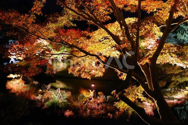１１月下旬の栗林公園の紅葉のライトアップ 背景,紅葉,葉の写真素材