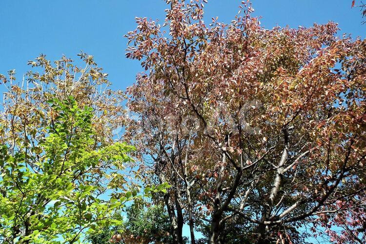木と青空 自然,背景,風景の写真素材